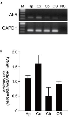 Embryonic and Postnatal Expression of Aryl Hydrocarbon Receptor mRNA in Mouse Brain